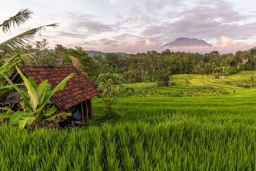 Rice fields around Sidemen village Bali
