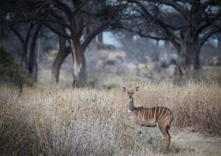 Kudu ruaha 780x550 1