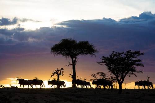 Olakia Camp Serengeti National Park 500x333 1