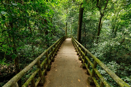 Plankwalk in Cuc Phuong