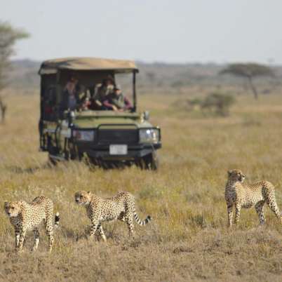 Tanzania Serengeti Namiri Plains 402x402 1