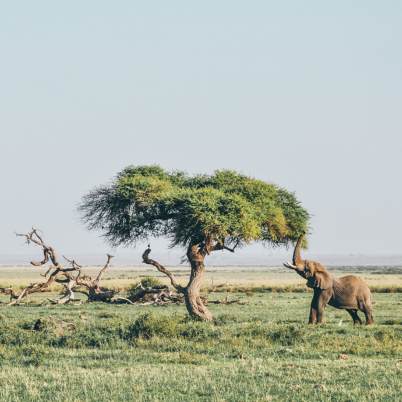 Tanzania serengeti 402