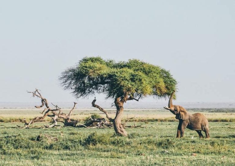 Tanzania serengeti 780x550 1