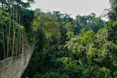 Canopy walking in Taman Negara National Park