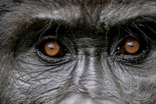 Silverback Gorilla in Bwindi National Park Banner