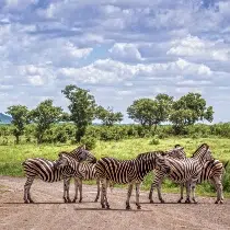 Guide to South African Safaris