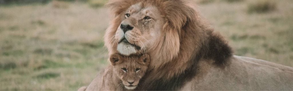 Lion safari 1920x600 x