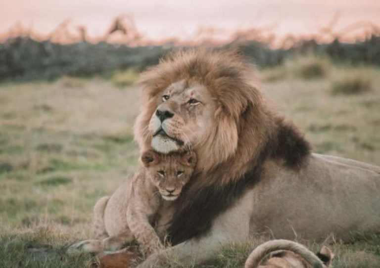 Lion safari 780x550 1