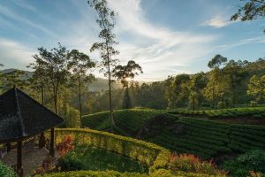 Ceylon Tea Trails Garden 300x200 1
