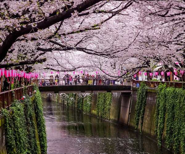 Cherry blossom in Naka Meguro district, Tokyo