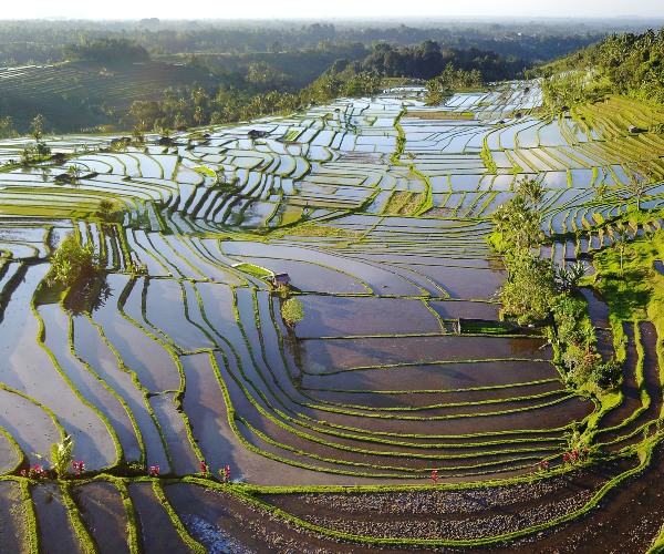Flooded rice terraces in Jatiluwih Bali