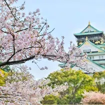 Ultimate Guide to Cherry Blossom in Japan