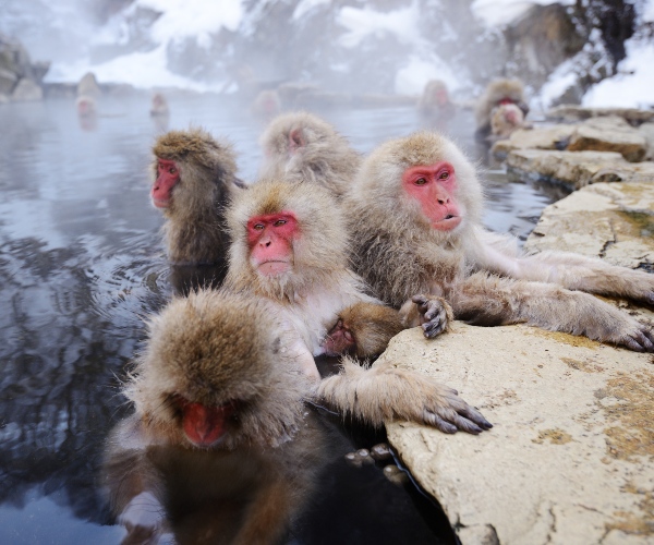 Snow monkeys in Yudanaka Onsen Japan