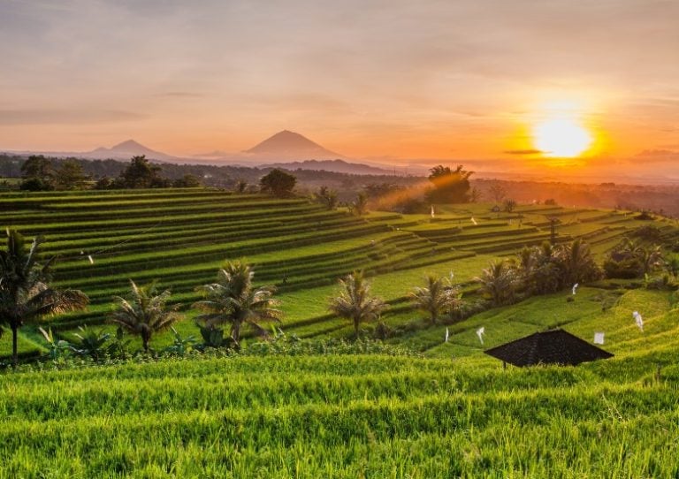 Jatiluwih rice terraces Bali 2 1