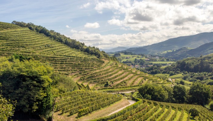 Vineyard Basque Country edit