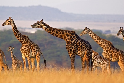 Giraffes in Africa 1