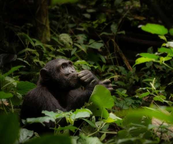 Mountain gorillas