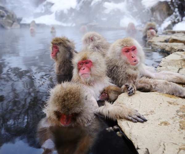 Snow monkey Japan