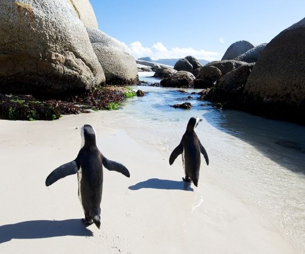 Boulders Beach when to go 1