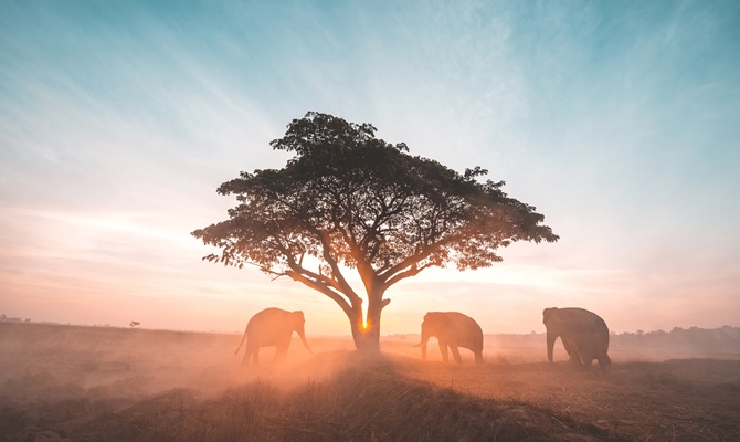 Elehants in Africa 2