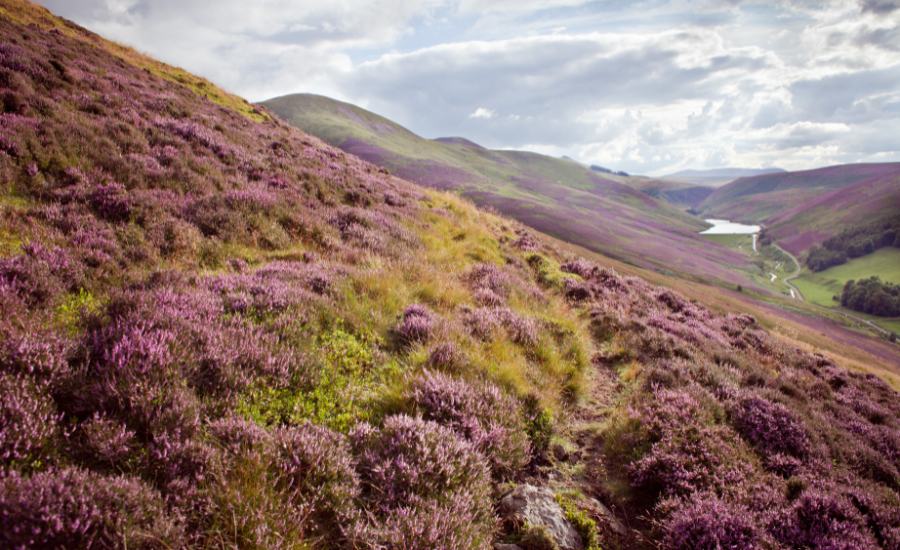 Heather Meadows in Summer Highlands Scotland