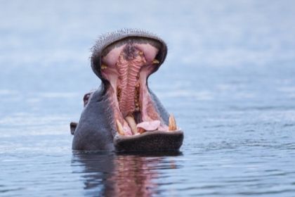 Hippo in Botswana 420x280 1