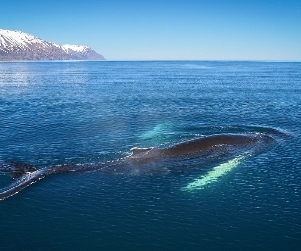 Humpback whale in Icelandic fjord