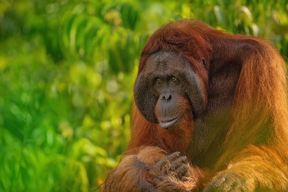 Male orangutan Borneo 1
