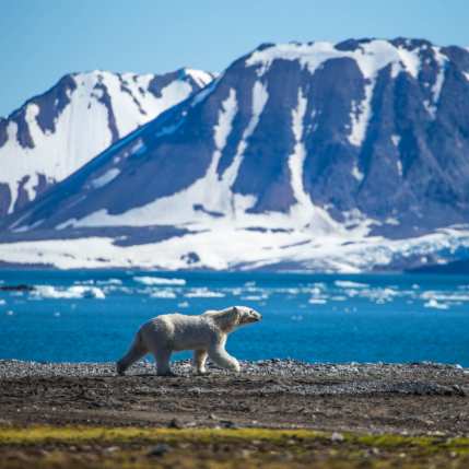 Polar Bear in Spitsbergen Svalbard