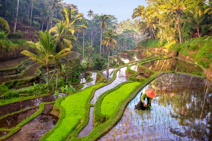Rice field Indonesia 1 1