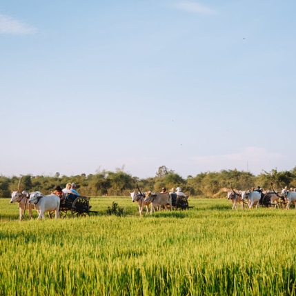 Rural Koh Trong