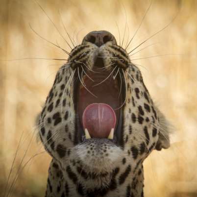 Leopard tanzania 402