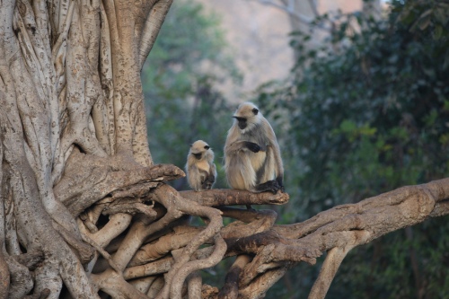 Ranthambore Monkeys