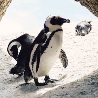 Boulders beach cape town