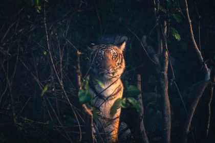 India Bengal Tiger