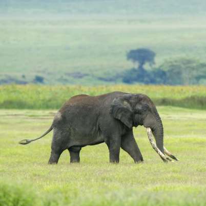 The Ngorogoro Crater3