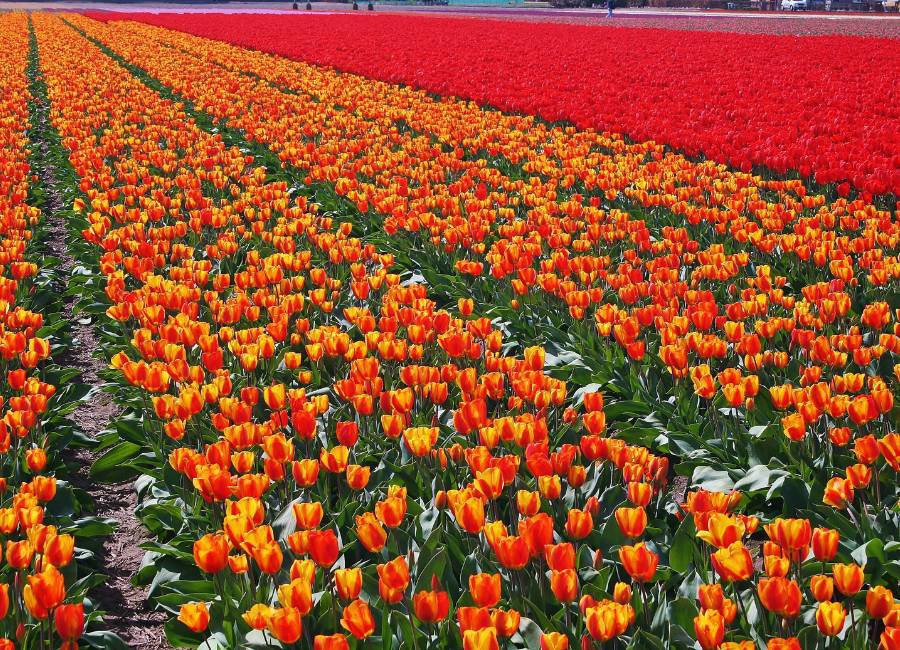 Netherlands Spring