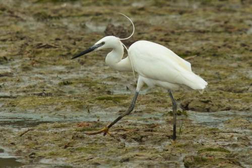 Albufera Spain 2