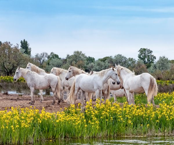 The Camargue horses