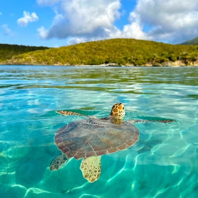 virgin islands turtle