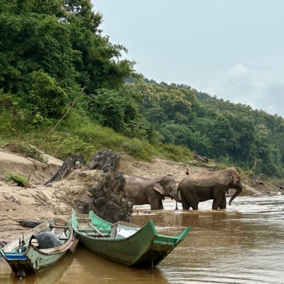 Pakbeng elephants