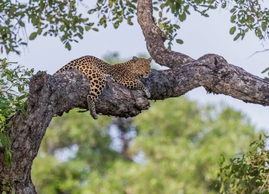 Zambia