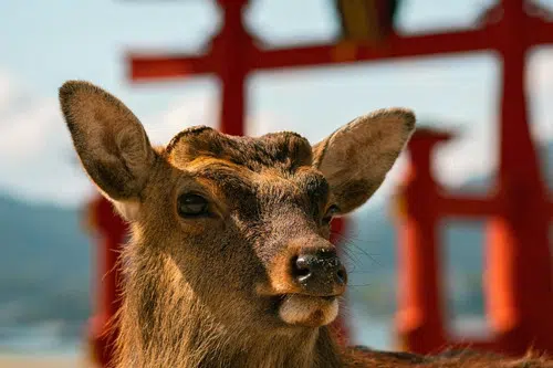 Hiroshima: A Day of Your Own in Miyajima image 2