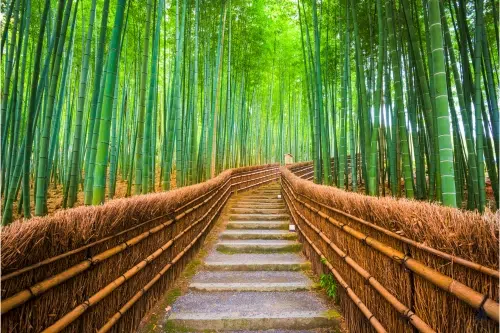 Kyoto: Arashiyama, the Golden Pavilion & Zazen Meditation with Tea