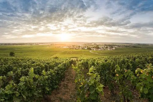 Côte de Nuits and Côte de Beaune