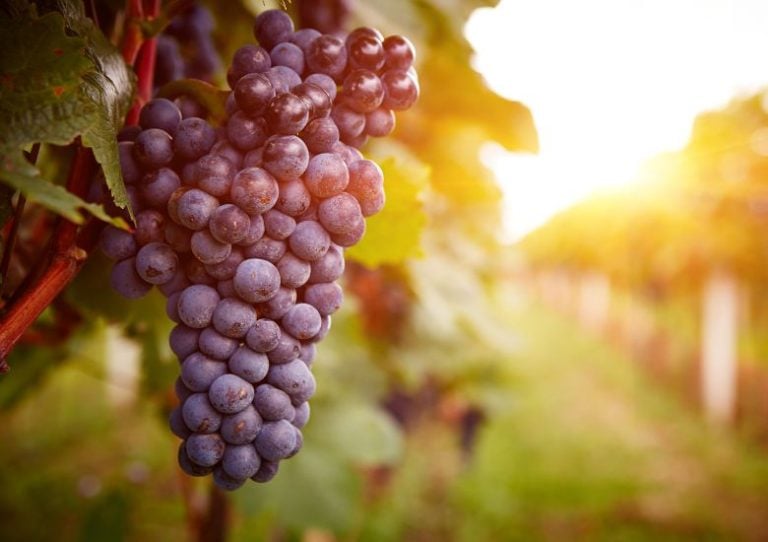 grapes