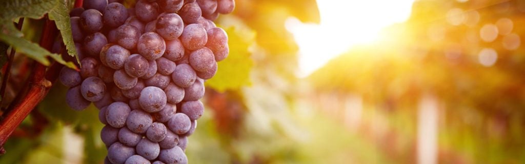 grapes