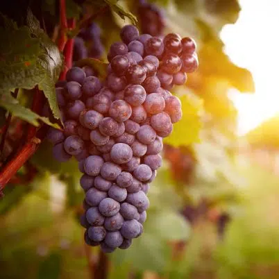 France’s Ultimate Wine Tour: Champagne, Burgundy, Alsace, Provence & Bordeaux