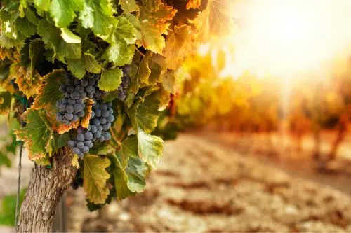 Gateway to Burgundy