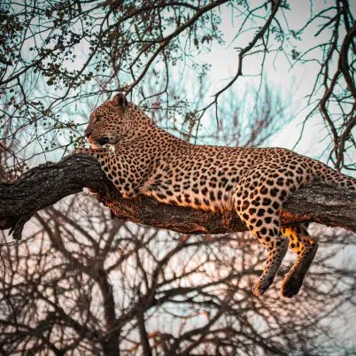 Luxury South Africa & Mozambique Honeymoon